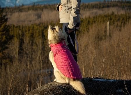 Chamarra Puffer para Perros en Azul Cyan - Imagen 5