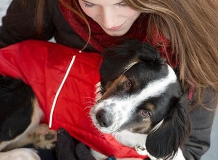 Chamarra Puffer para Perros en Azul Cyan - Imagen 4