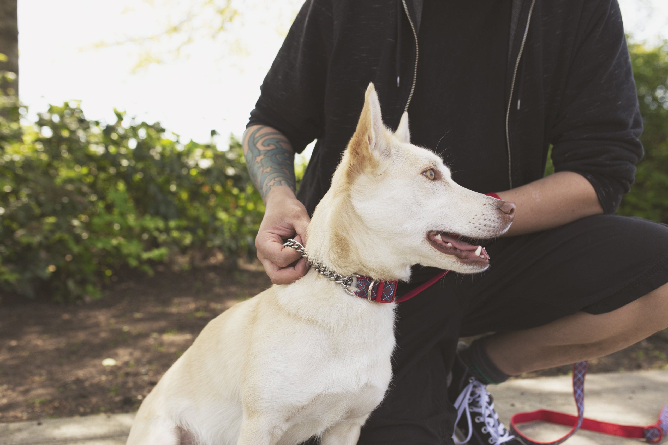 Correa para Perro Modelo Vector - Imagen 3