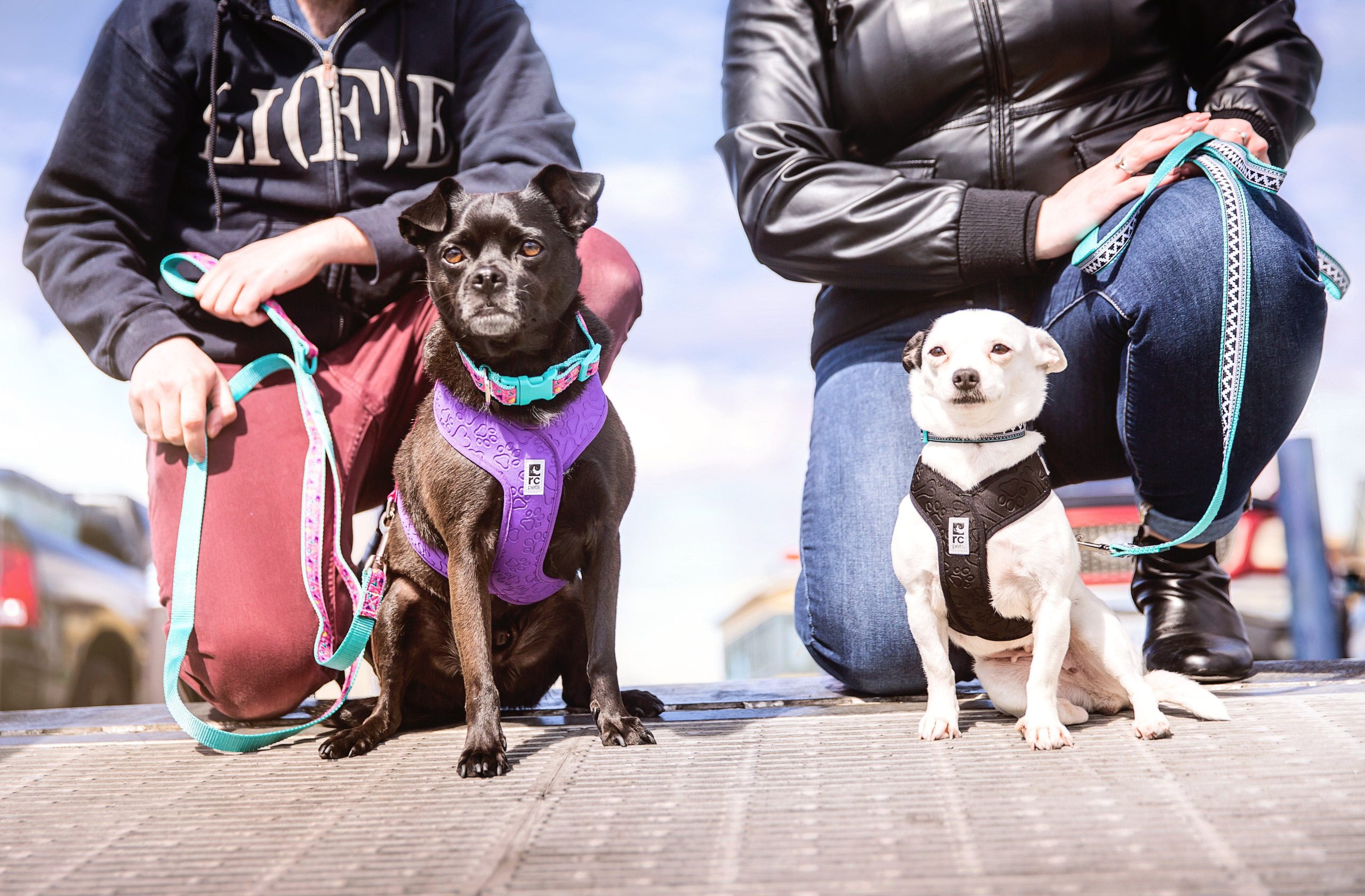 Correa para Perro Modelo Splatter - Imagen 4